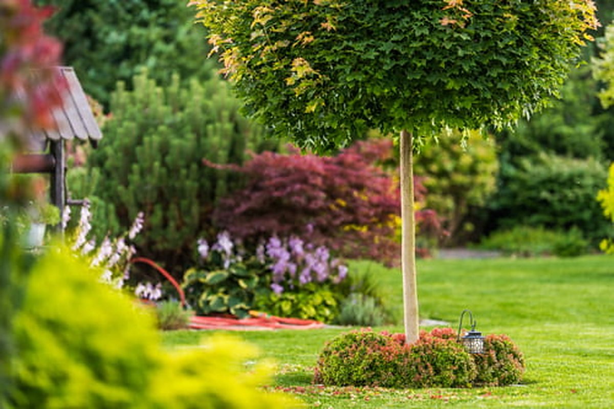 Newly planted garden bed with a young tree and flowers