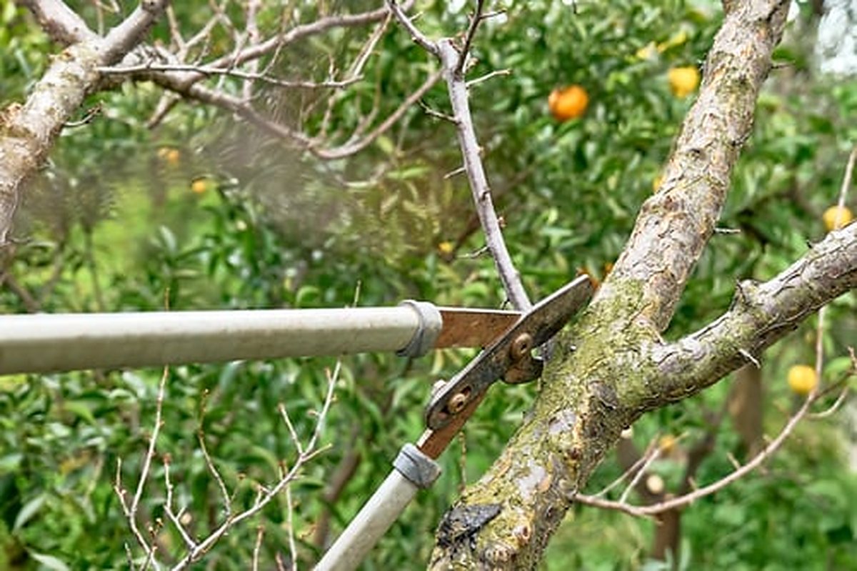 Pruning a tree branch with loppers